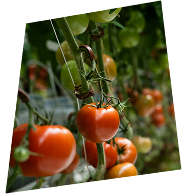 Green crops